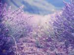 还去什么普罗旺斯，陕西的7个薰衣草庄园已花开遍野，一样美到哭！